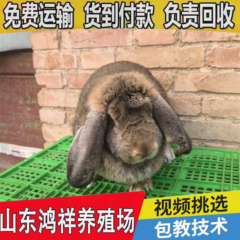 Шаньдун продвигает живых баранов и кроликов, поставляет племенных баранов и кроликов с бесплатной доставкой по всей стране для разведения и декоративных целей