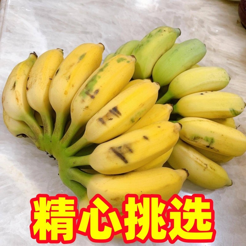 Guangxi Beihai Xiaomi Banana Natural Ripe Banana Fresh Fruit Emperor Banana Whole Box 10 Wholesale Apple Banana Jin