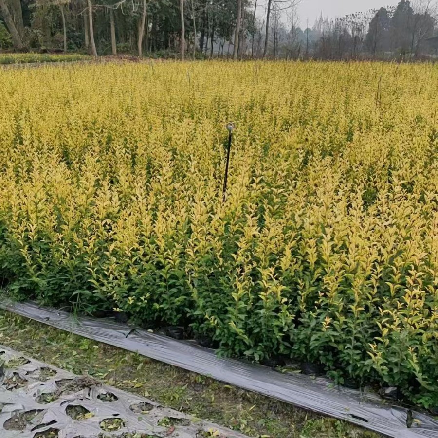 Golden Holly Cup Seedlings, Ground Seedlings, Golden Holly Green Hedge, Evergreen Landscaping Project, Municipal Seedlings, Height 20-40cm
