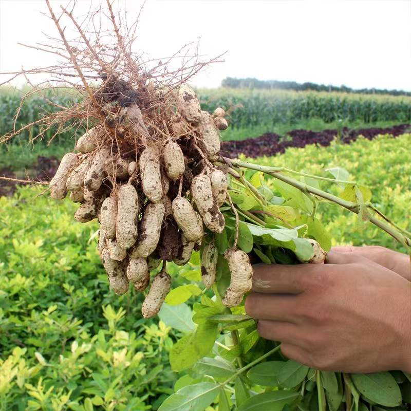 In the season, new goods with shells, four red grains, northeast specialty, red leather with shells, self-produced, dried peanuts, one-piece delivery