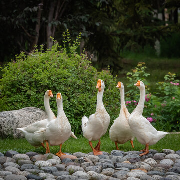 Purebred White Lion Head Goose Live Young Goose Tianshan Authentic Extra Large Breed High Survival Rate Supports Video Selection Goose Batch Order