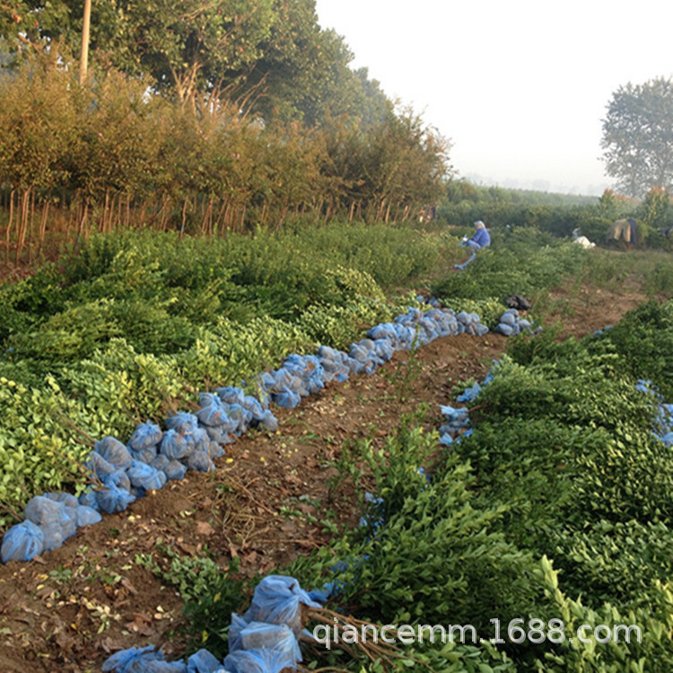 Nursery Supplies Greening Seedlings, Holly Seedlings, Four-Season Evergreen Fence Seedlings, Fence Foliage Plants, Large Quantity Discounts