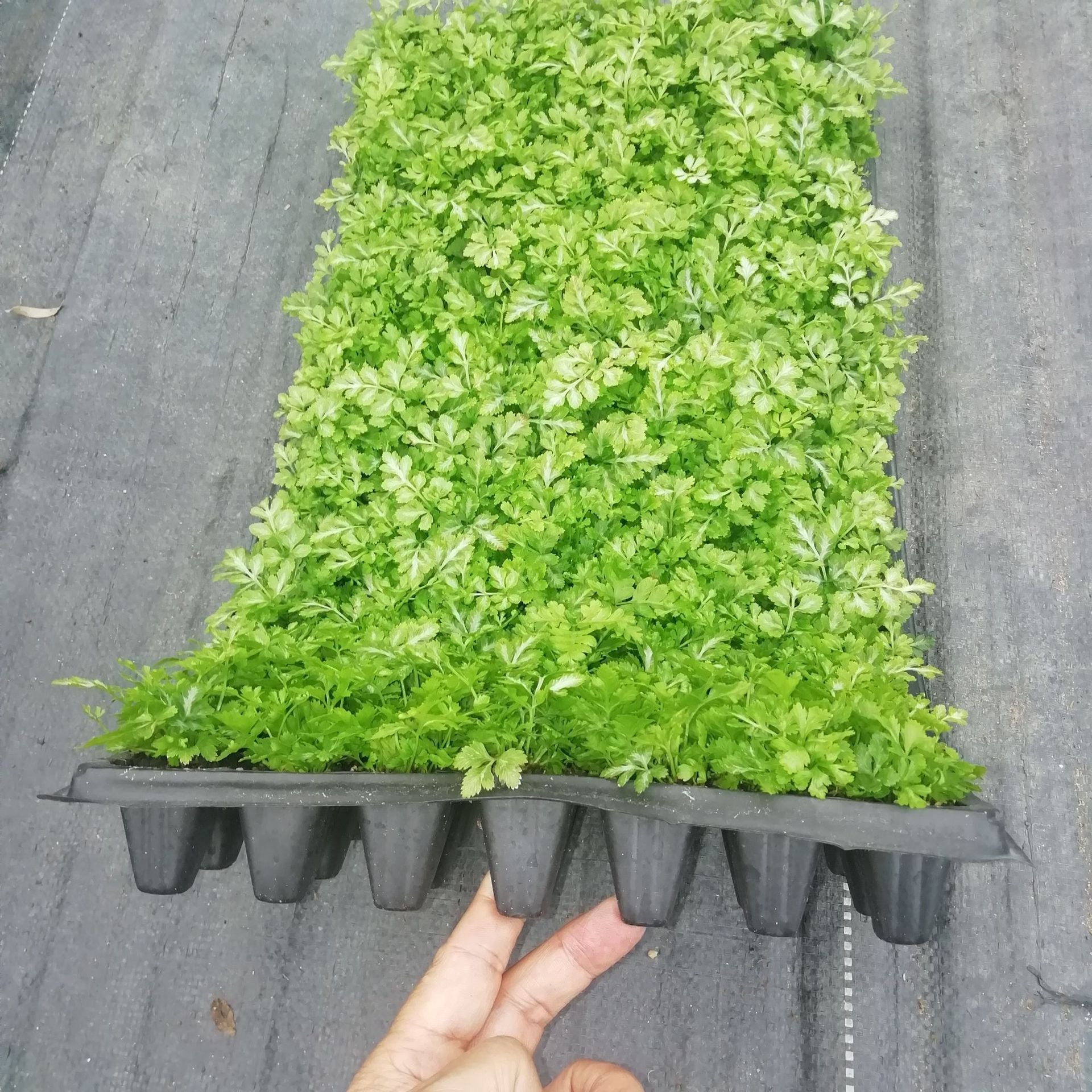 Source Manufacturer Supplies Indoor Green Plant Phoenix Tail Fern Xia Xue Silver Line Plug Seedling Base Flower Plant Seedlings Wholesale