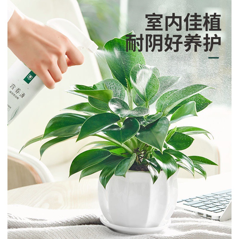 Hydroponic Plant Large-Leaf Gold Diamond Potted Green Princess Office Desktop Pothos Purifies the Air and Absorbs Formaldehyde Water Culture