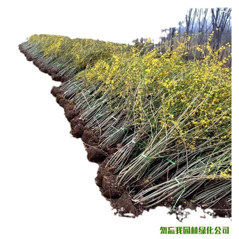 Wholesale Forsythia Saplings Greening Seedlings Forsythia Ball Yellow Tiger Courtyard Green Climbing Vines Flower Seedlings Landscape Saplings