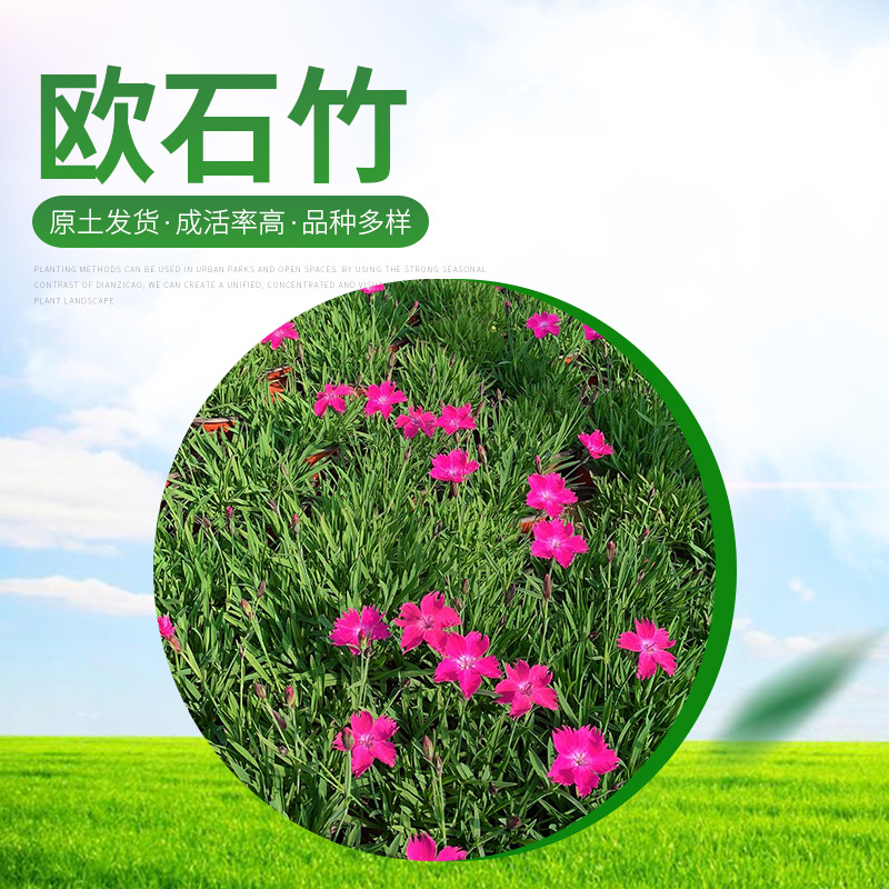 Гвоздика карликовая, горшечное растение для озеленения, саженцы для посадки вдоль дорог