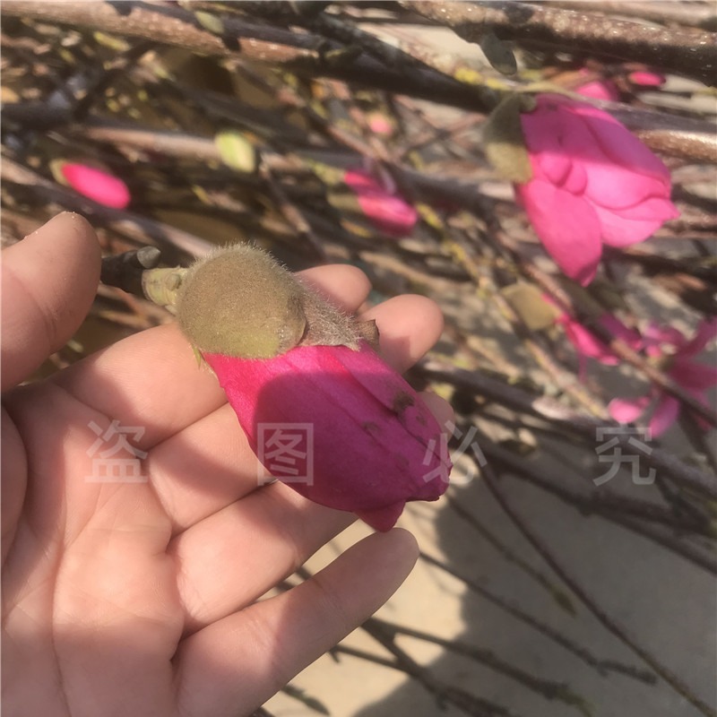 Delicate Red Magnolia Saplings Fragrant Magnolia Two Trees Red Peony Magnolia Tree Courtyard House Balcony Cold-Resistant Landscape Tree