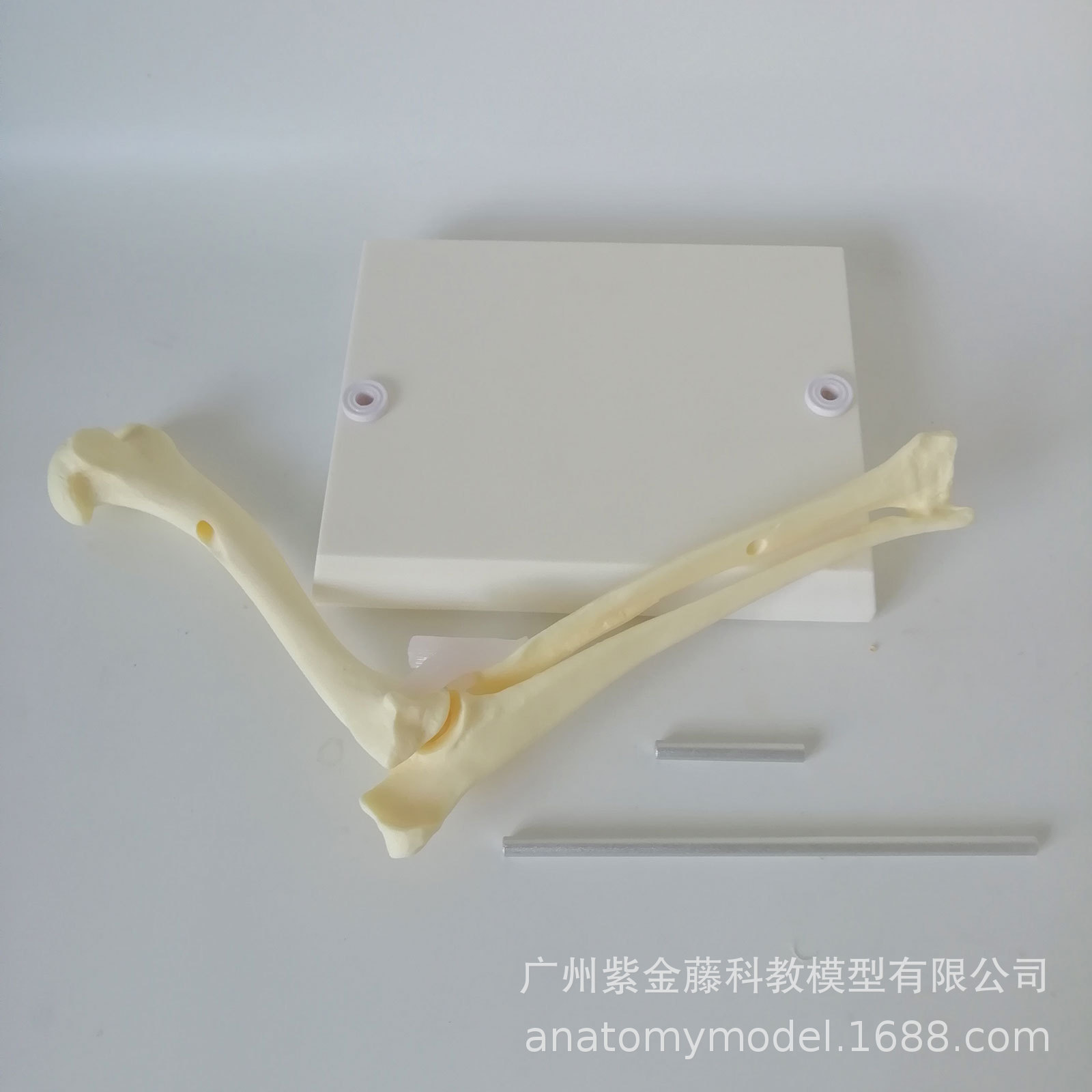 Dog Elbow Joint Anatomical Model High Simulation 1:1 Structure Skeleton Joint Teaching Display Medical Equipment Veterinary Use