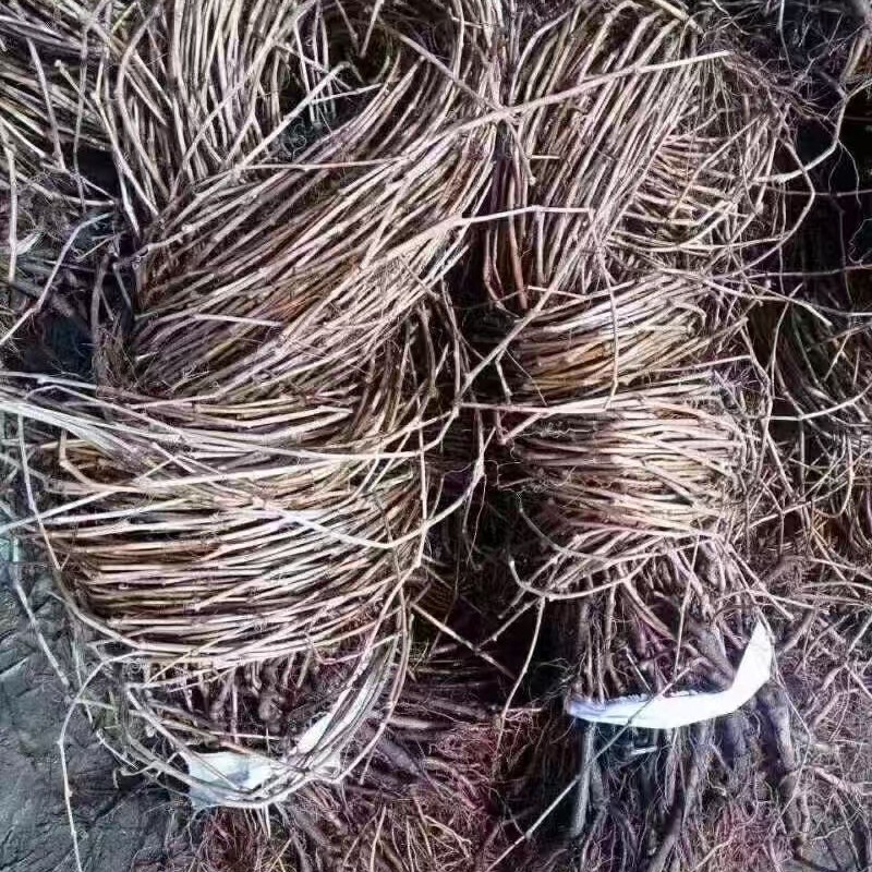 Five-Leaf Creeper Base Climbing Vine Wholesale Price in Xi'An, Slope Protection Climbing Vine, Climbing Creeper