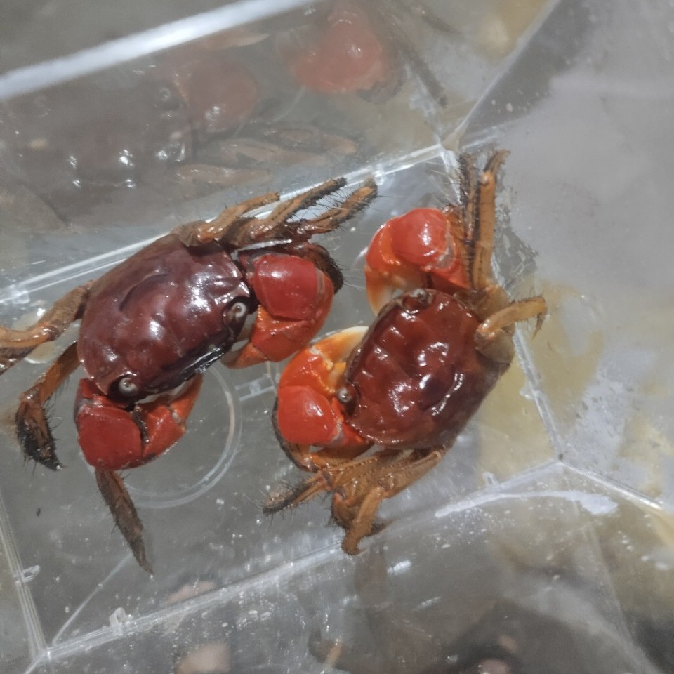 Живые крабы для аквариумов, декоративные крабы, местные пресноводные крабы для торговых точек и опта