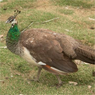 Live Blue Peacock Chicks Price, Warm-Up Chicks Supply, Adult Five-Year Exhibition Special Pet Viewing High Quality