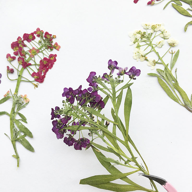 Ароматный Снежный Шар Сухоцвет Вытесненный Цветок DIY Ароматическая Восковая Свеча Ручная Работа Клей для Сухоцвета Мобильный Телефон Растительный Экземпляр