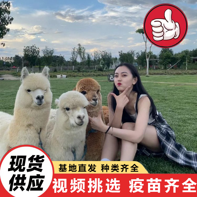 Cute Pet Alpaca Live Feeding Interactive Spitting Alpaca Family Park Pet Alpaca Price