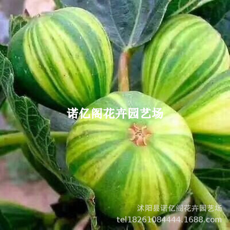 Brankrick Fig Saplings Extra Large Fruit Potted Ground Fig Saplings Saplings South and North Potted Plants