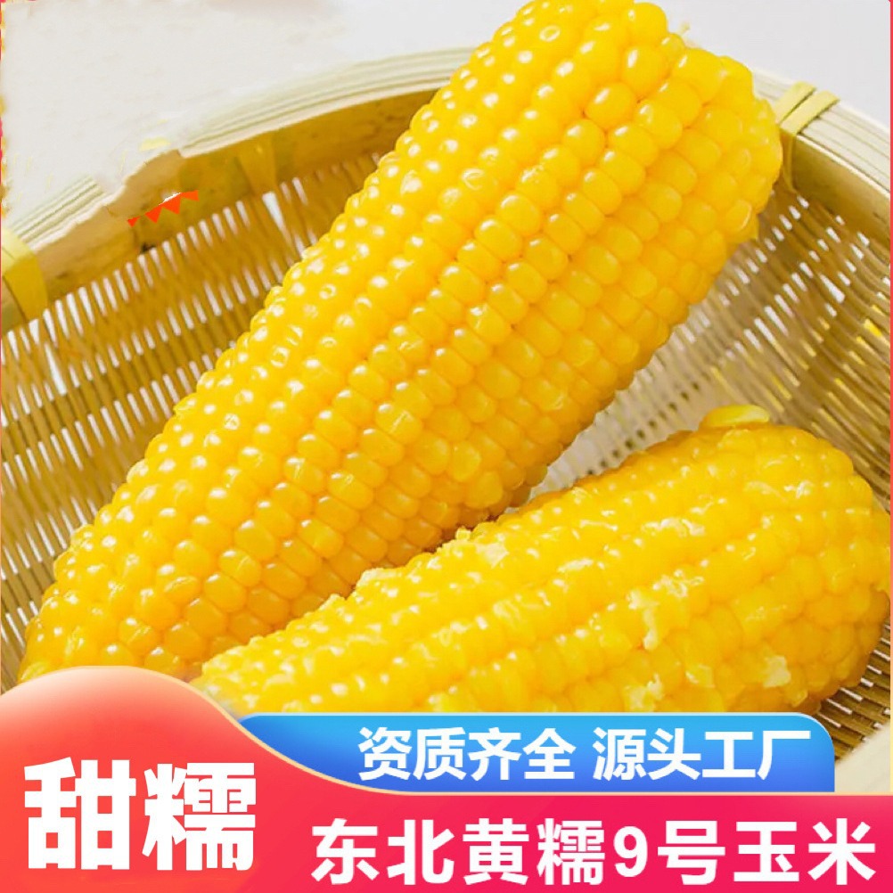 Northeast Yellow Waxy Corn Vacuum-Packed Sweet Corn Coarse Grain Meal Replacement Ready-To-Eat Sticky Cooked Corn Wholesale Fresh Corn
