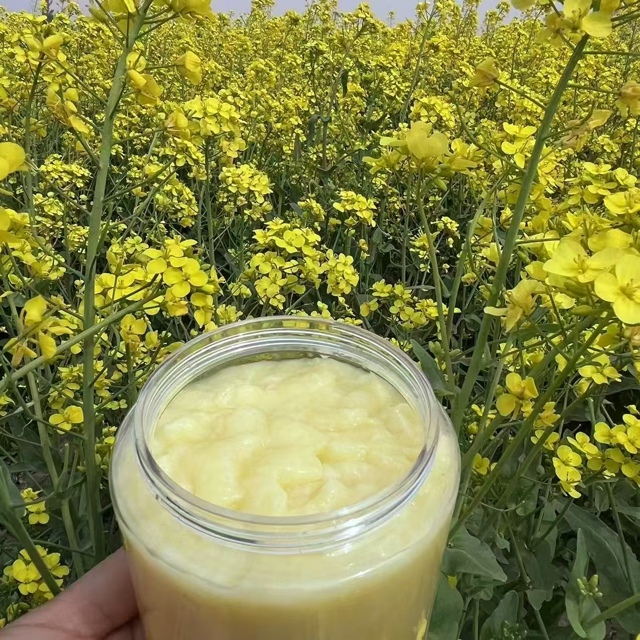 Fresh Royal Jelly Directly from the Bee Farm 500g Bottle Pure Natural Wild Royal Jelly Rapeseed First Crop Spring Jelly
