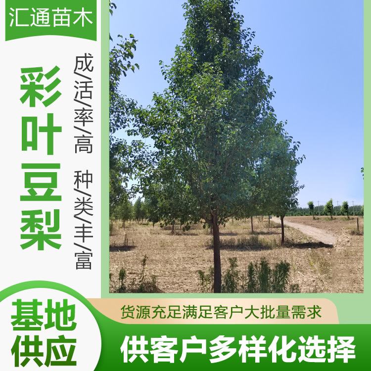 Colored Leaf Bean Pear 8-18 cm Branches 1.3- 15m Greening Seedlings Road Greening Protective Trees Deciduous Trees