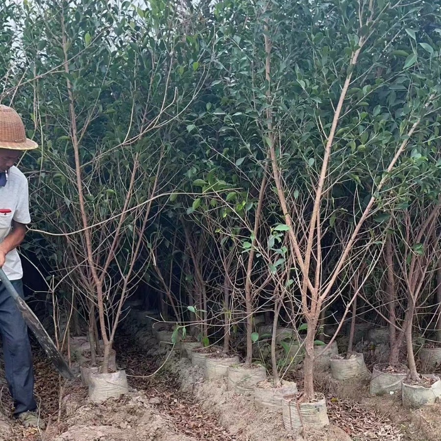 Banyan Tree, Small-Leaf Banyan, Fine-Leaf Banyan, Direct Sales from Zhangzhou Base, Green Hedge, Landscaping, Nursery Garden