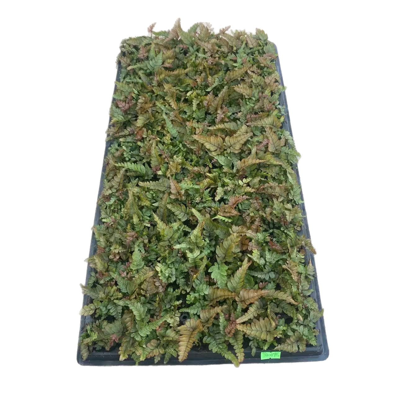 Three-Color Phoenix Fern Micro-Landscape Small Potted Green Wall Seedlings with Dense Leaves, Colorful Trendy Fern Plant, New and Unique Variety