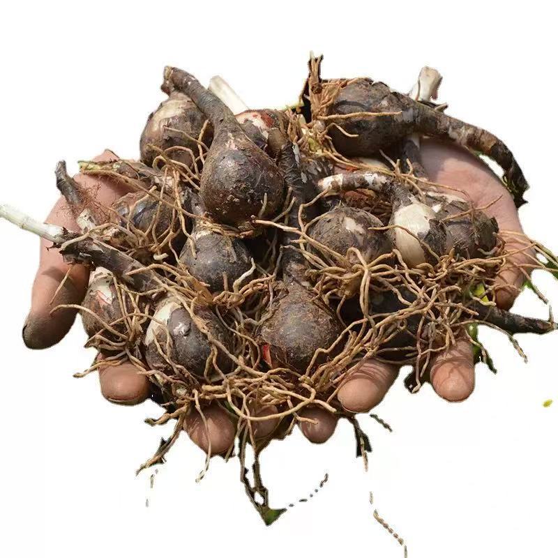 Wind and Rain Orchid Bulbs Bloom in All Seasons, Double-Petaled Leek Orchid Seedlings, Indoor and Outdoor Courtyard Flower Beds, Cold-Resistant Potted Plants