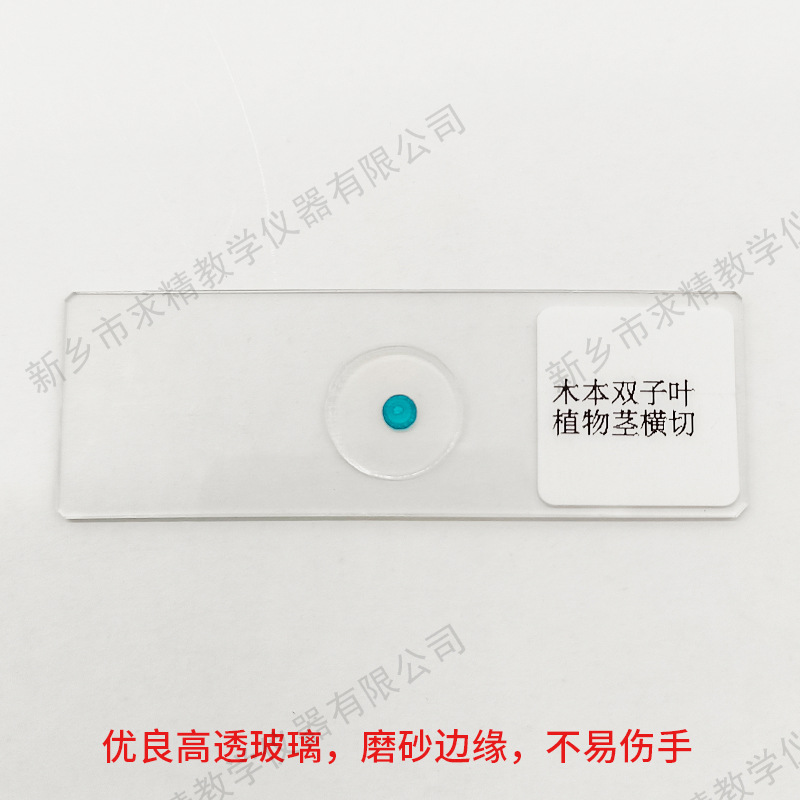 Origin supply biological slice specimen primary and secondary school Woody dicotyledonous plant stem cross-cutting microscope specimen slice