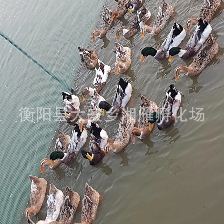 Wholesale Shelduck Ducklings, Shelduck Ducks, Large Ducks, Four Points a Day after Hatching, Shelduck Lace Ducklings, Live Ducklings