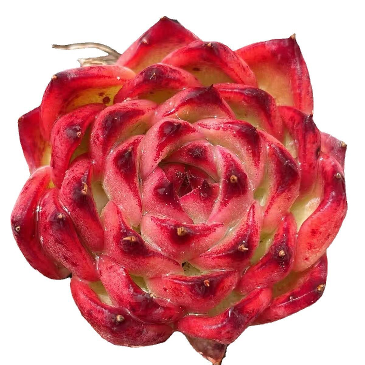 The Base Produces and Sells Succulent Plants Wholesale Small Succulent Flower Combination Potted Succulent Plants Lithops Yulu