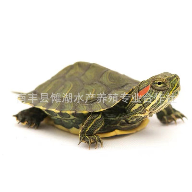 [3-4cm Brazilian tortoise wholesale] live pet tortoise outside pond red-eared tortoise lucky turtle ornamental tortoise pet tortoise