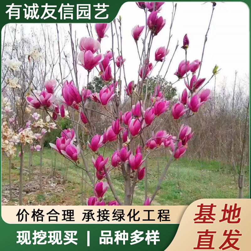 Саженцы магнолии, декоративные деревья для двора, ландшафтные деревья, озеленение, красная магнолия, белая магнолия, пурпурная магнолия