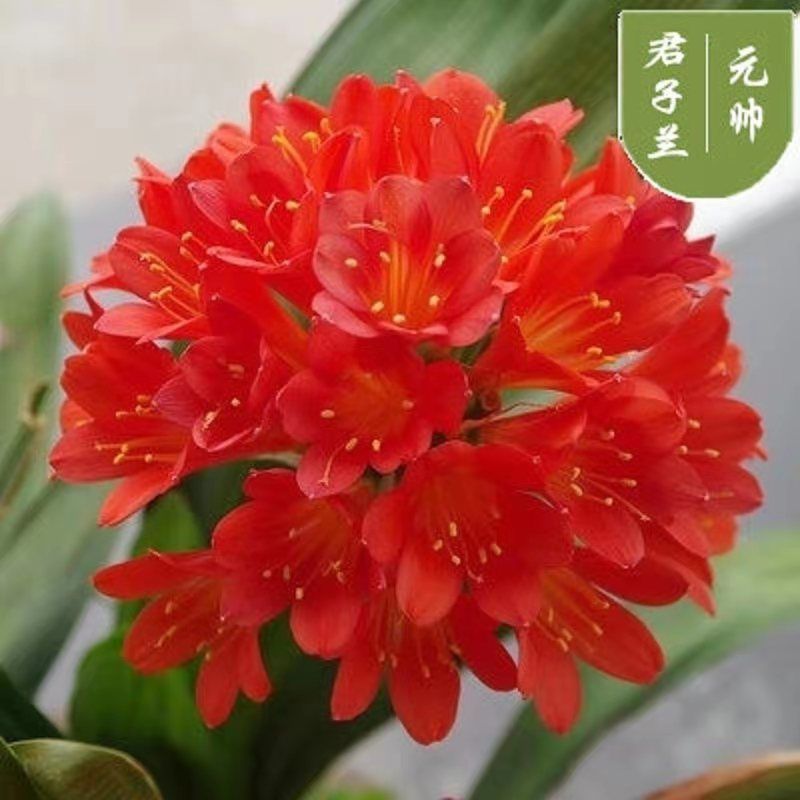 Clivia Seedlings, Clivia Potted Plants, Clivia Large Seedlings, Indoor Office Flowers and Green Plants, One Piece Wholesale Delivery