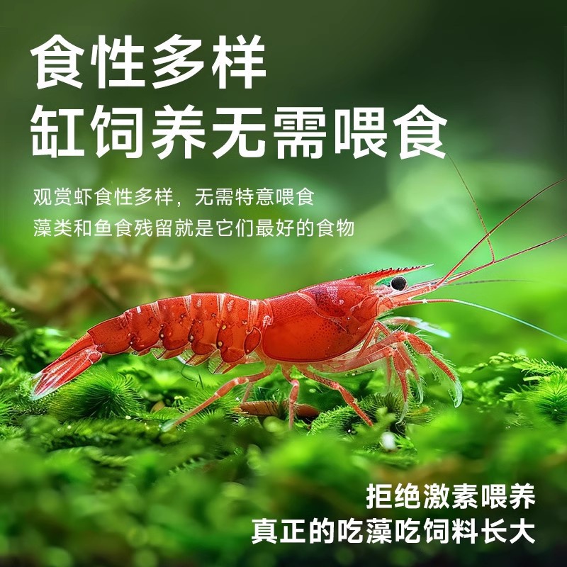 Tropical Ornamental Shrimp Freshwater Fresh Algae Removal Cleaning Tool Colorfulful Small Shrimp Black Shell Cherry Blossom Shrimp