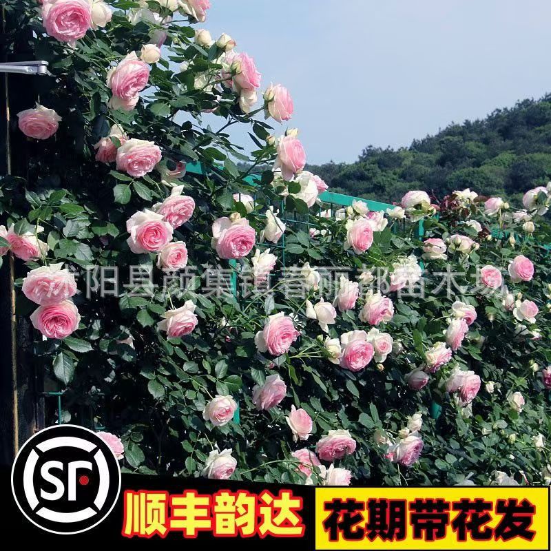 Оптовые саженцы цветущей розы в горшках для балкона, вьющиеся растения, цветущие круглый год