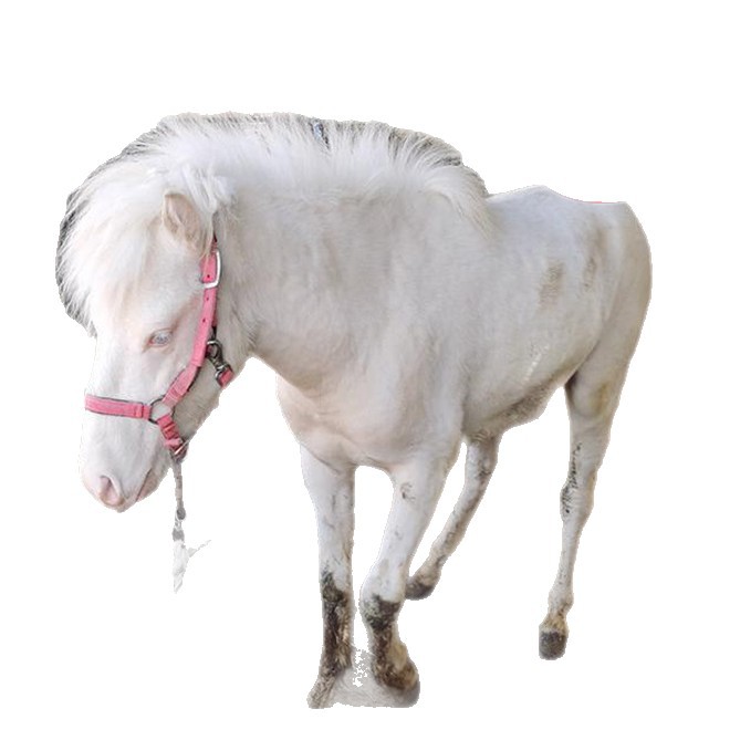 Domestic Mini Pony, Kidsren's Riding Horse, Pet Shetland Pocket Horse, Farm Selling Live Dwarf Horse