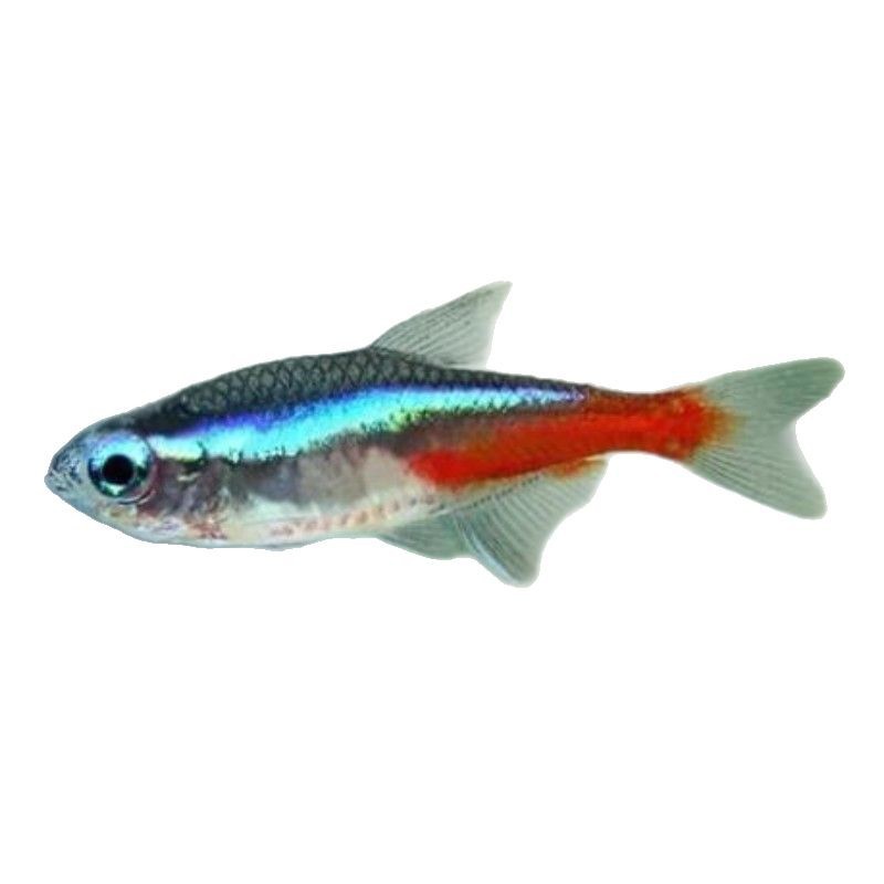 Traffic light fish living lights small fish swimming aquarium grass tank freshwater tropical ornamental fish fishing farm wholesale direct sales
