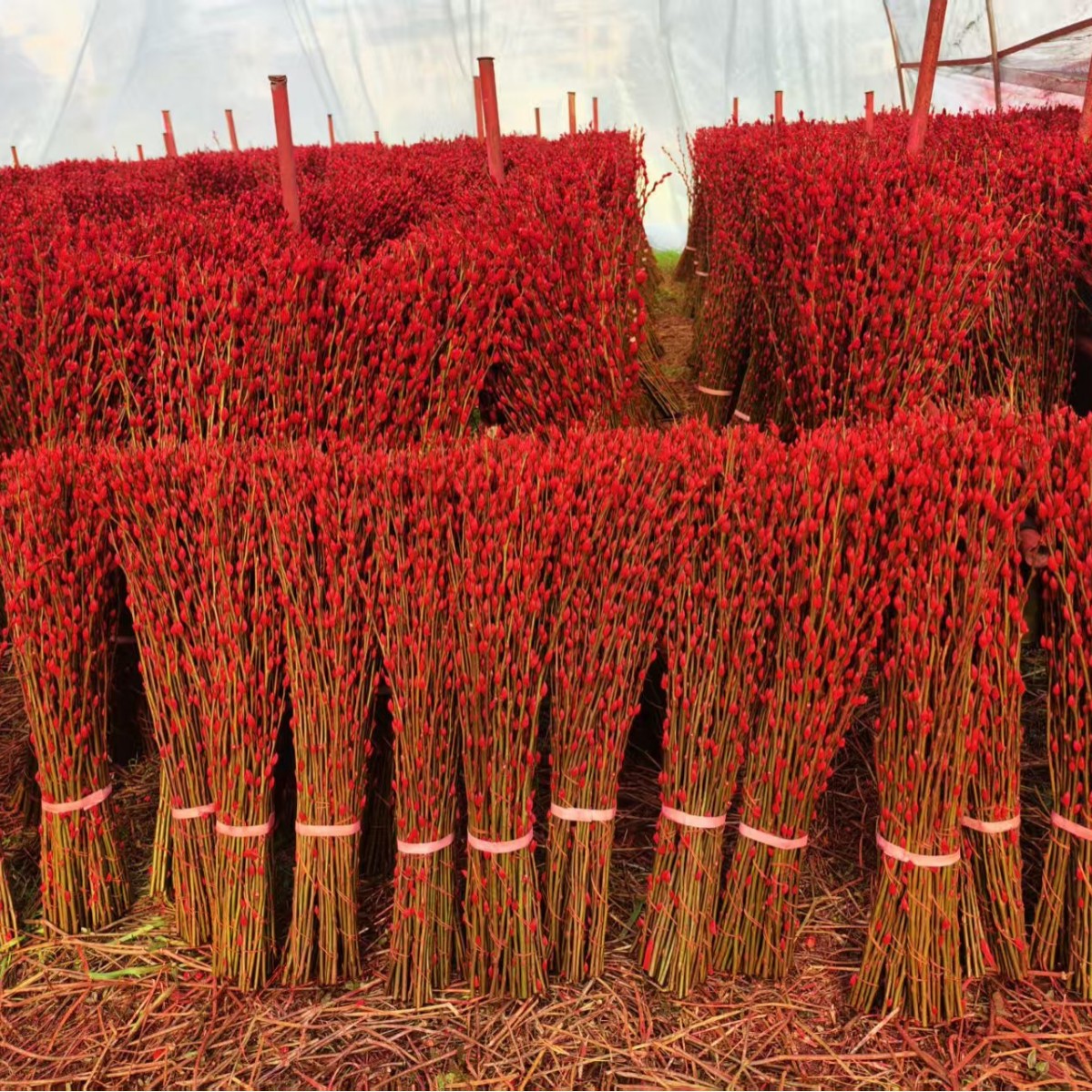 Fresh Branches of Silver Willow, Colorful Willow, Real Flowers, Dried Flowers, Direct Delivery from the Manufacturer Base 60cm Gao Gao, Shipped from Sichuan