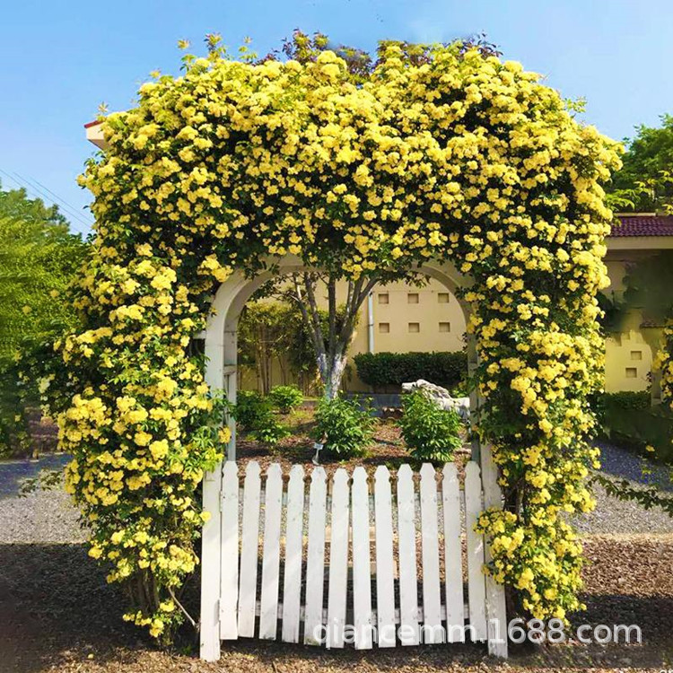 Саженцы желтого древесного растения с сильным ароматом, горшечные вьющиеся цветы, сладкие красные и белые саженцы