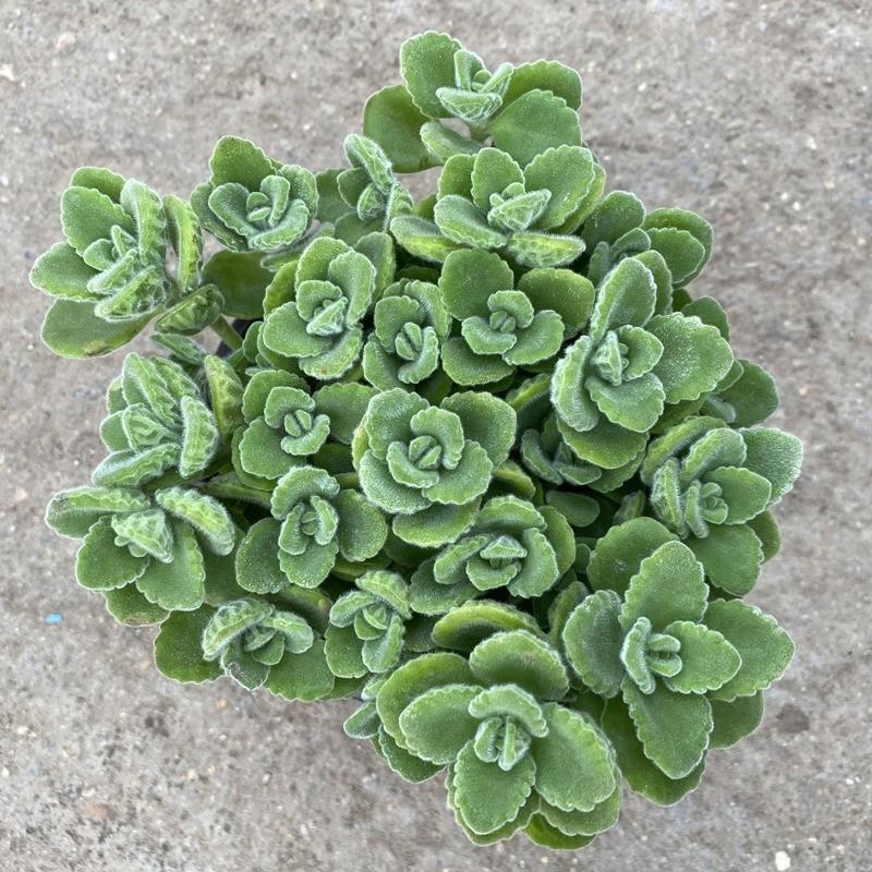 Potted Rosemary Plant with a Hint of Fragrance, Mint Green Indoor Scented Flower for Balcony Mosquito Repellent, Aged Succulent