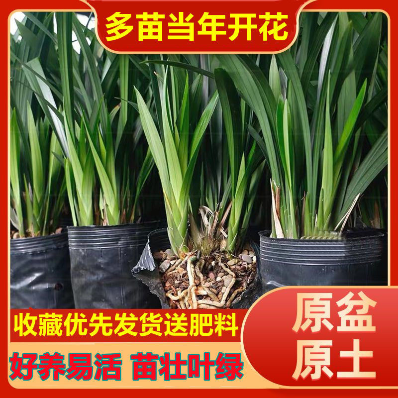 Orchids Bloom in the Same Year, Bloom in All Seasons, Strong-Scented Orchid Seedlings, Ink Orchids, Fragrant Indoor Flowers, Purify the Air