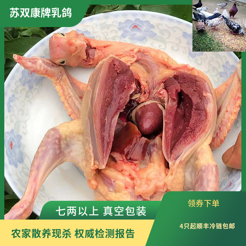 Wholesale One Piece of Discovery to Kill Pigeons, Kill New Live Pigeons, Farm-Raised Free-Range Breeding Squab Pigeon Meat, Chilled