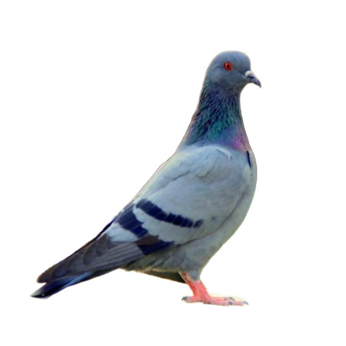 Young Breeding Pigeon Meat Pigeon Dove Pigeon Chicks Slate Gray Pigeon Small Pigeon Live Pair of Yuanbao Pigeons