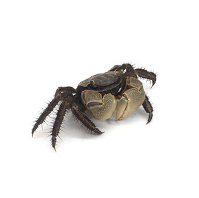 Wholesale Red Claw Chili Crab White Claw Chili Crab Mini Crab Phase Hand Crab General Crab Watermelon Crab Tide Crab Ornamental Crab