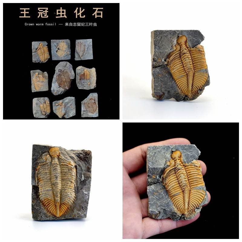 Hunan Xiangxi trilobite fossil original stone ancient marine life fossil crown worm teaching specimen collection Popular Science