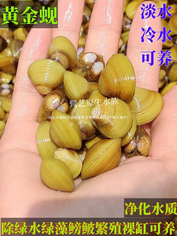 Пресноводные живые моллюски для декорации аквариума и контроля водорослей