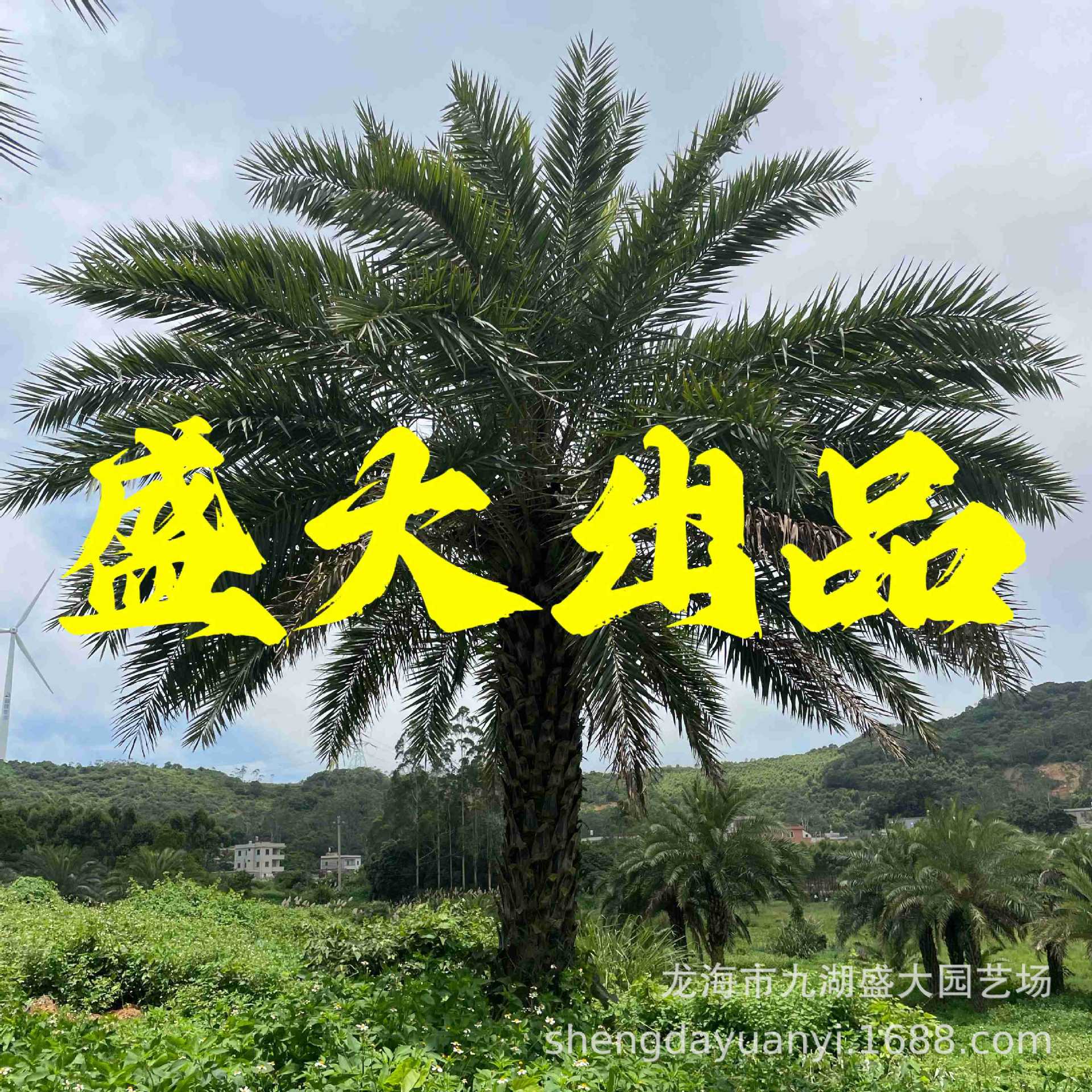 Jiangxi Middle East Sea Dates Fujian Middle East Sea Dates Wholesale Zhejiang Middle East Sea Dates Guizhou Silver Sea Dates Prices