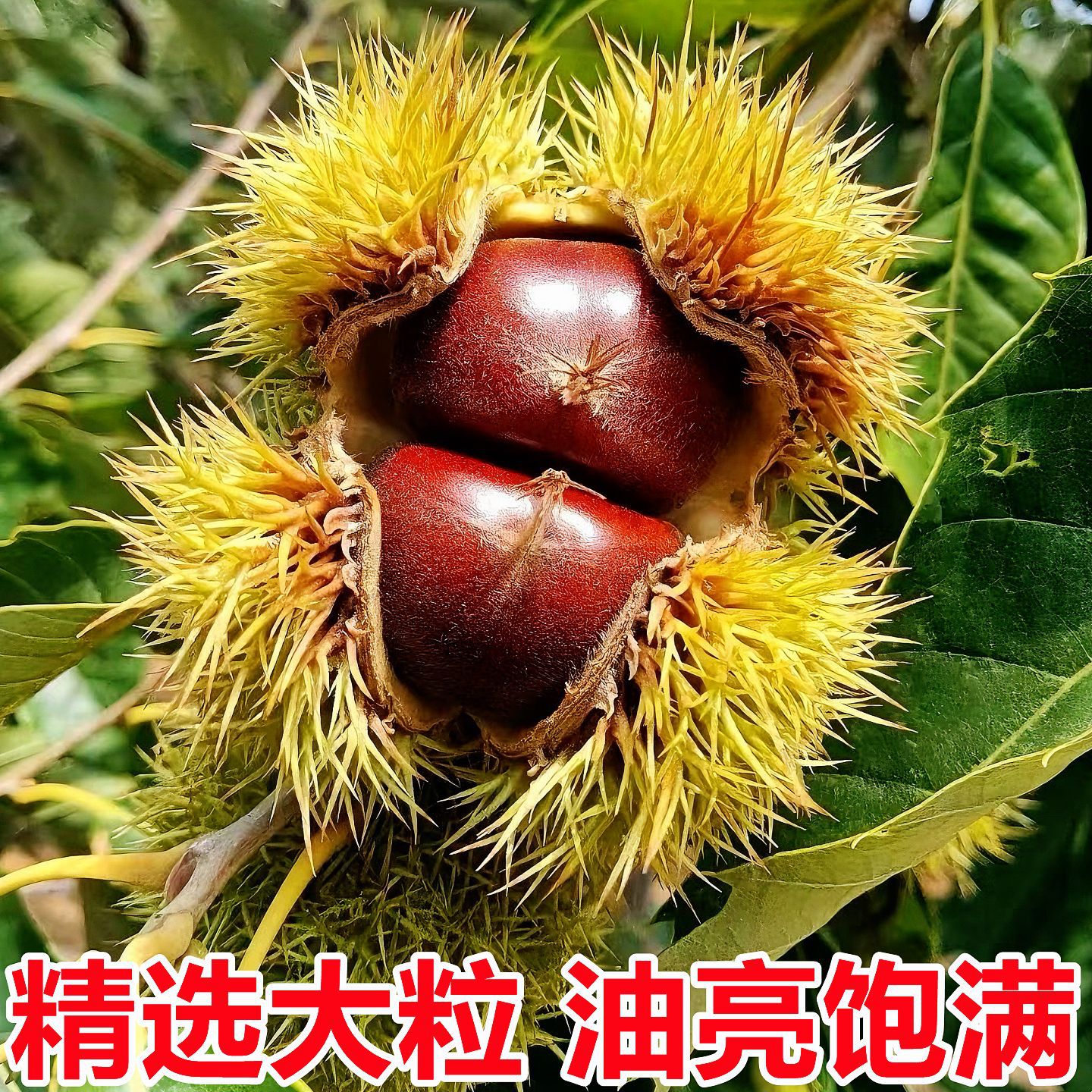 2025 Dandong Fresh Chestnuts Wholesale 5kg Qianmao Chestnuts Official Flagship Store Seasonal Vegetables Oil Cone