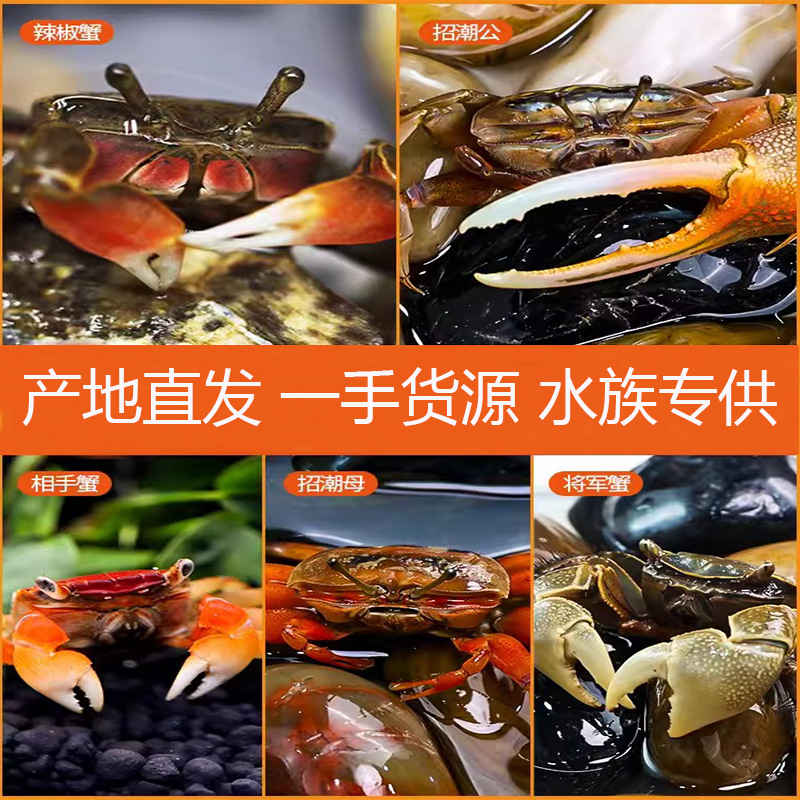 Перцовый краб, мелкий краб, оптовая продажа