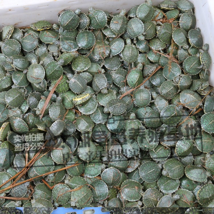 Large and small full-size Outer Pond Colorful Brazilian Tortoise Color Tortoise Release Small Turtle Seedlings Ornamental Tortoise Grass Tortoise Wholesale