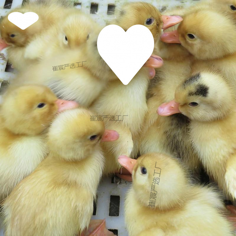 Only Large-Sized Mallard Live Ducklings, High-Yielding Egg-Laying Ducklings, Fast-Growing Varieties, Complete Vaccines, Free Shipping