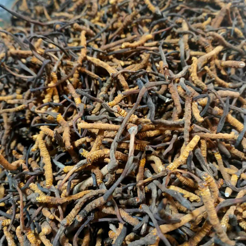 Xizang Naqu Cordyceps sinensis new goods Xizang Cordyceps sinensis all dry without root breaking multi-specification late in stock