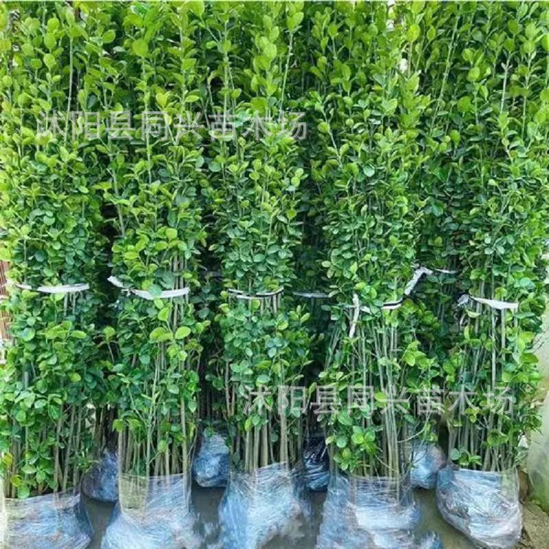 Саженцы для питомников, саженцы падуба, вечнозеленые саженцы для изгородей, оптовые скидки